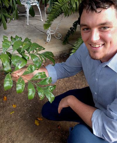 Nathan Jud shows a cycad with damage from leaf-mining flies.