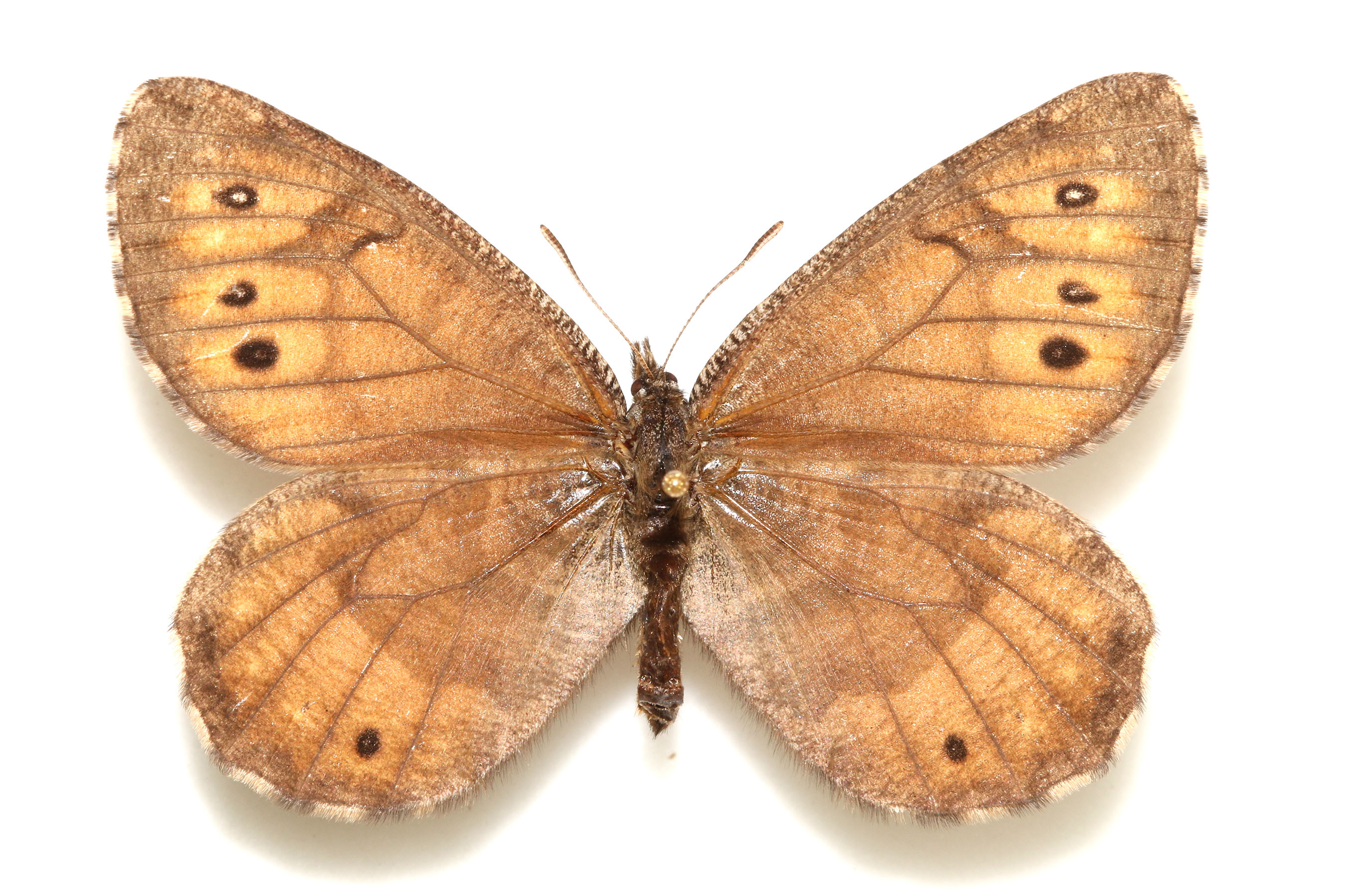The top side of the Alaskan butterfly