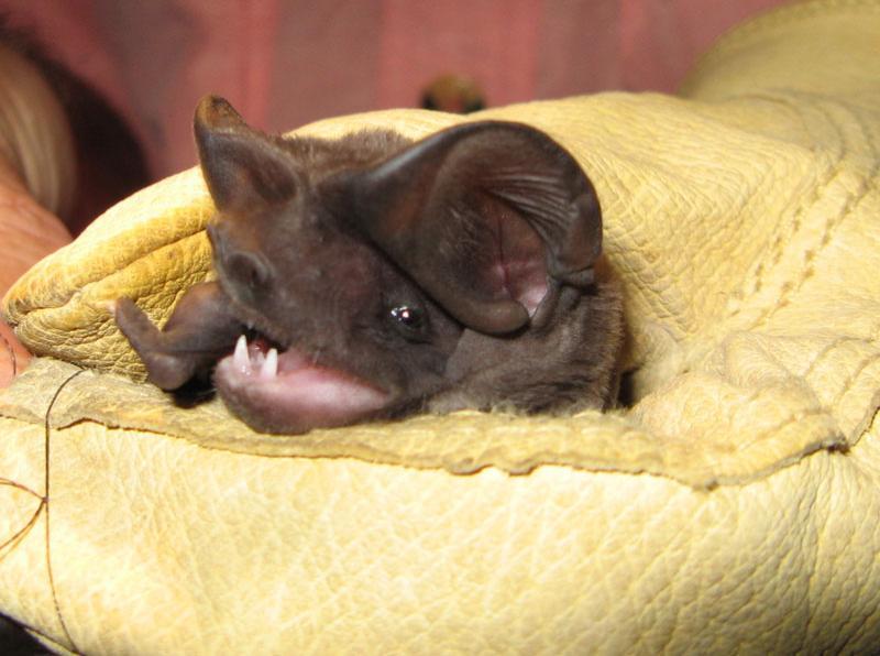 florida bonneted bat in glove