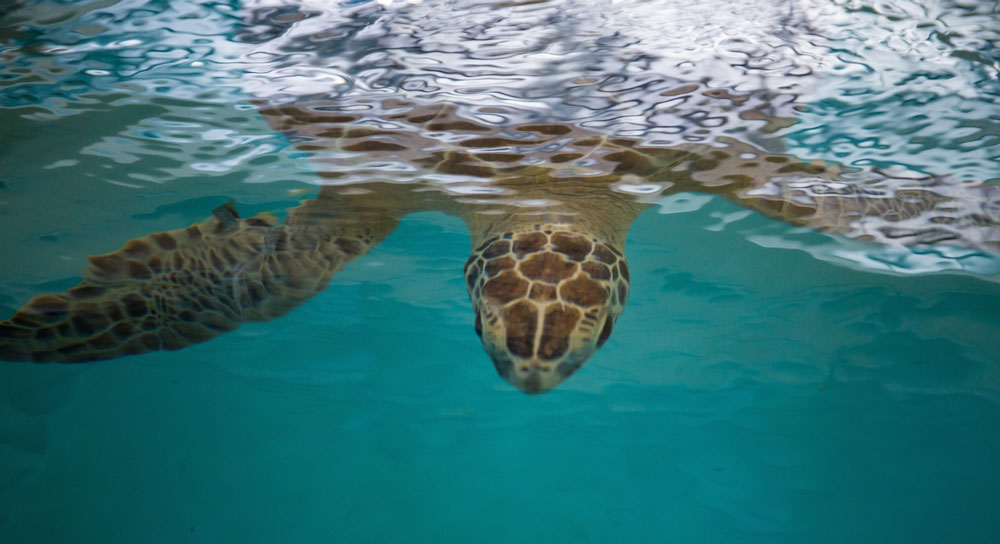 Cisco beneath the surface of the water at the Sea Turtle Hospital