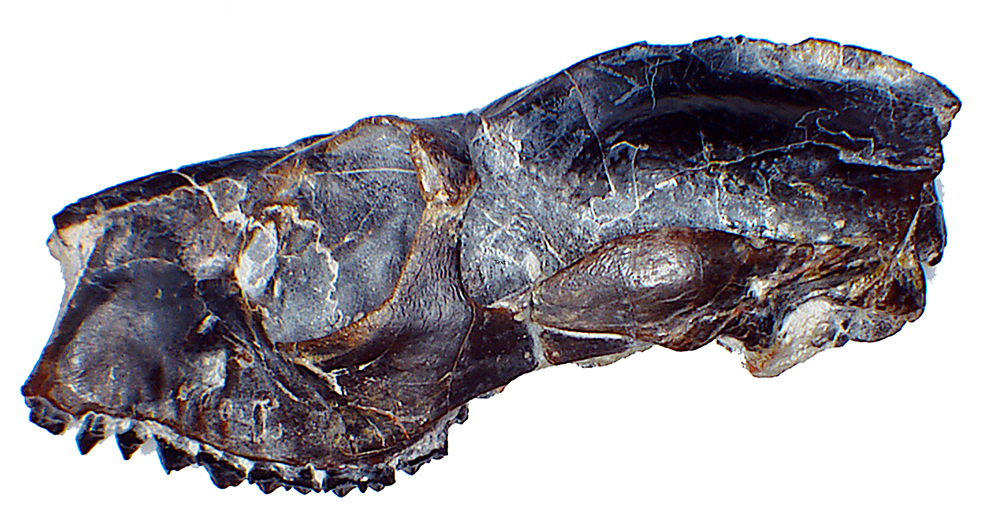 side view of Notharctus tenebrosus’s skull.