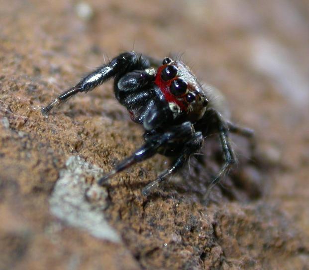 jumping spider from Kenya
