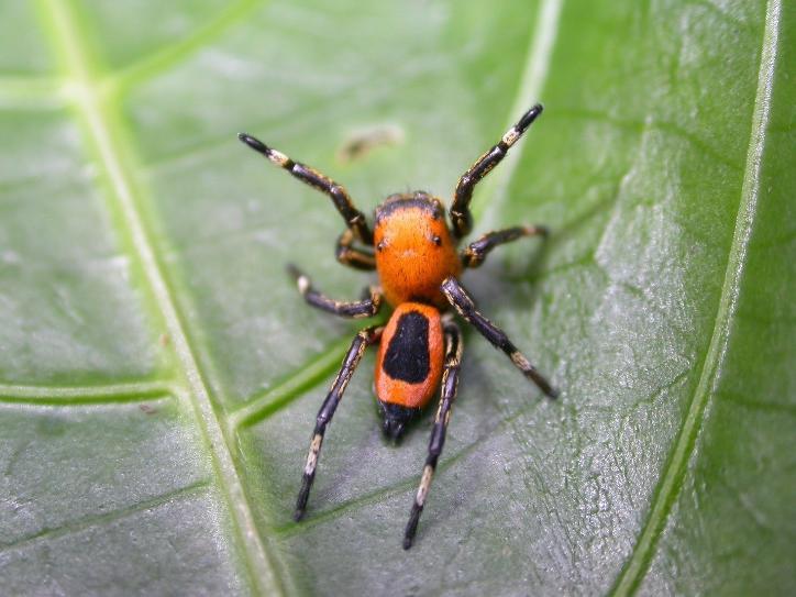 spider in ant costume