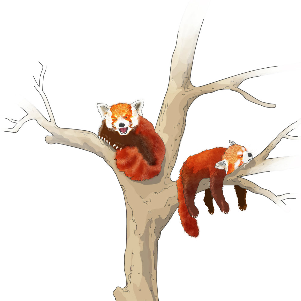 Red Pandas illustration