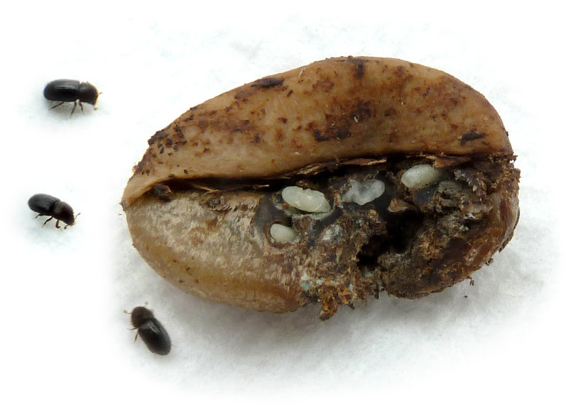 A coffee berry borer infestation of a coffee bean is shown here. Photo courtesy of Jiri Hulcr