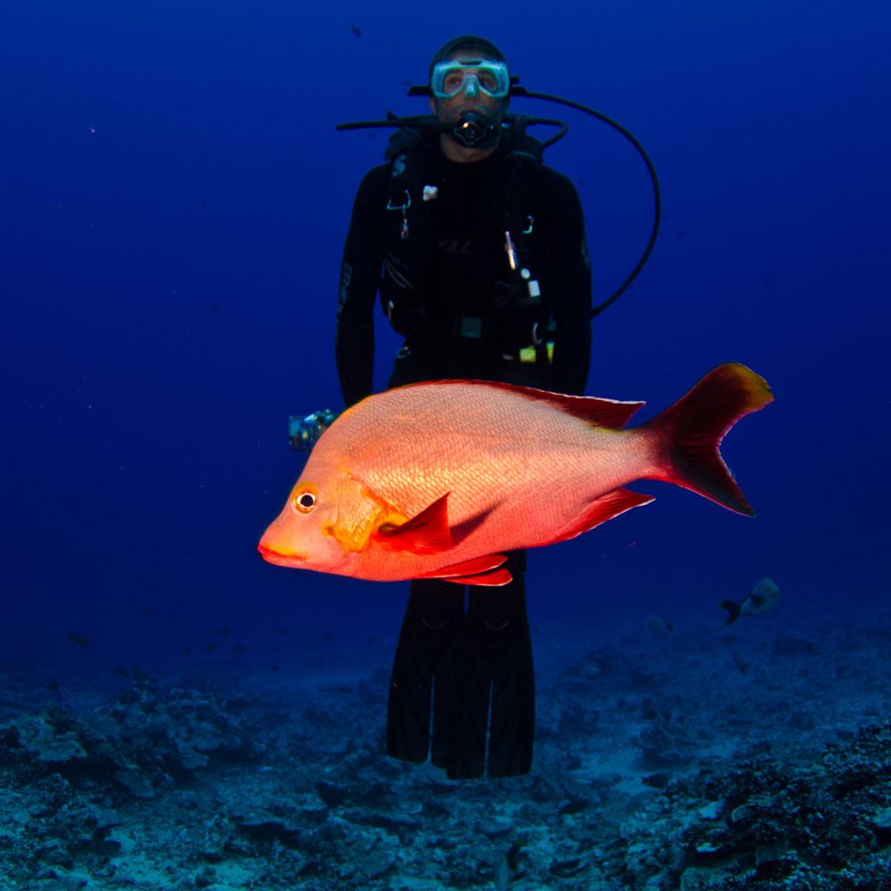 scuba diver and fish
