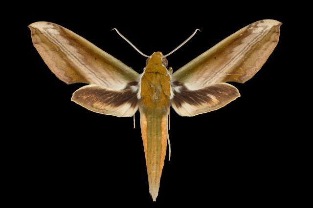 Hawkmoths, including this species belonging to the subtribe choerocampine, produce ultrasound as a defense against bats. A new University of Florida study found that many species have used a sound-producing system found in their genitals to elude bats for millennia. Florida Museum of Natural History photo by Pablo Padron.
