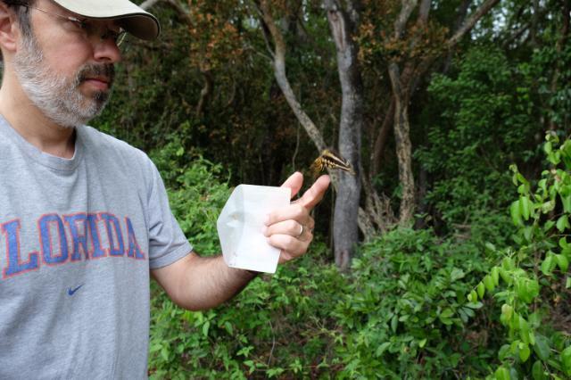 Jaret Daniels releases a Schaus swallowtail bred at UF into the wild. 