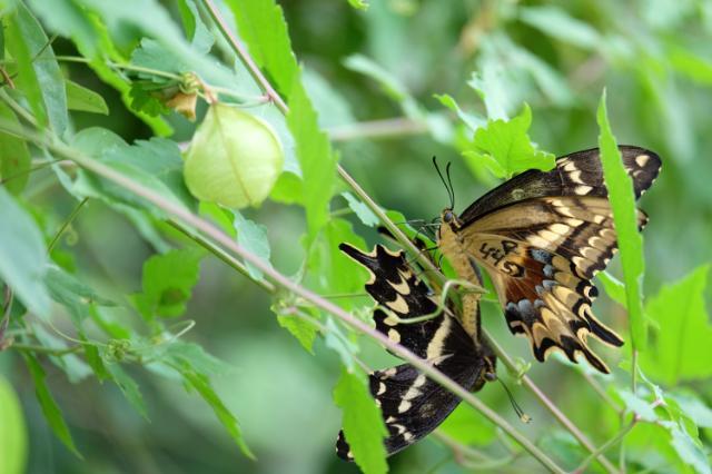 Two Schaus swallowtail butterflies