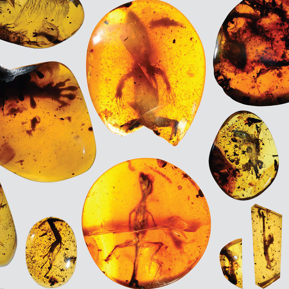 World's oldest chameleon found in amber fossil - News - University of  Florida