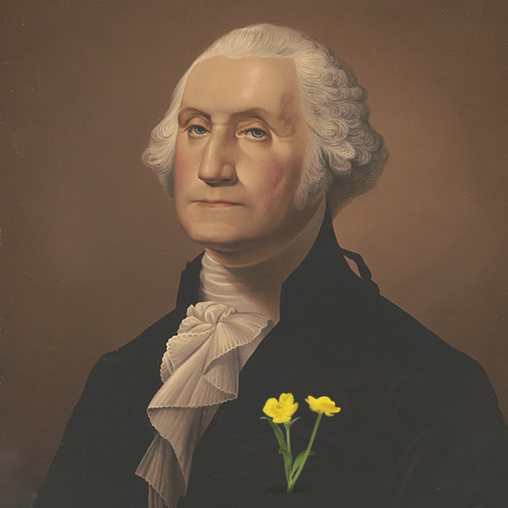 George Washington's little buttercup
