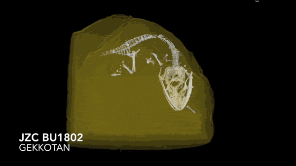 A micro-CT scan of a lizard in amber.