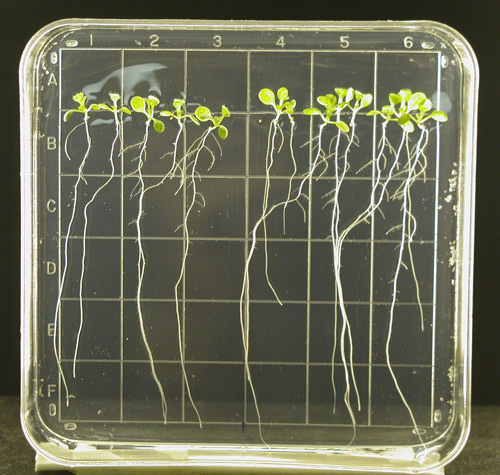 plants growing in space