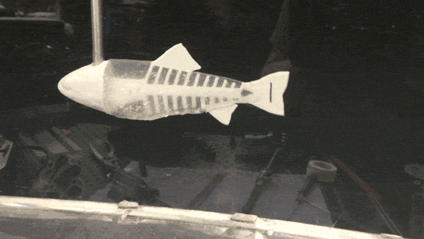 a 3D printed fish undulates in a flow tank 