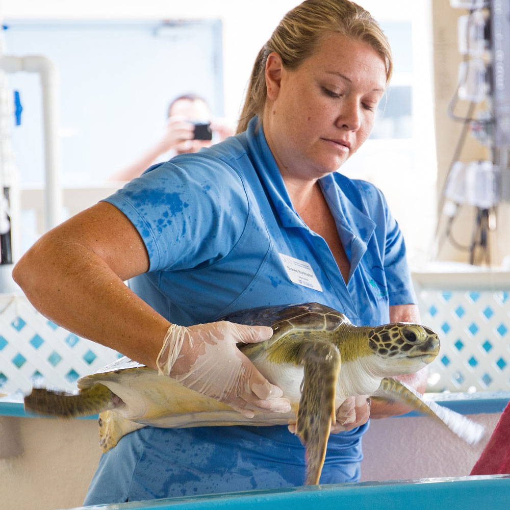 veterinaria-con-tortuga-marina