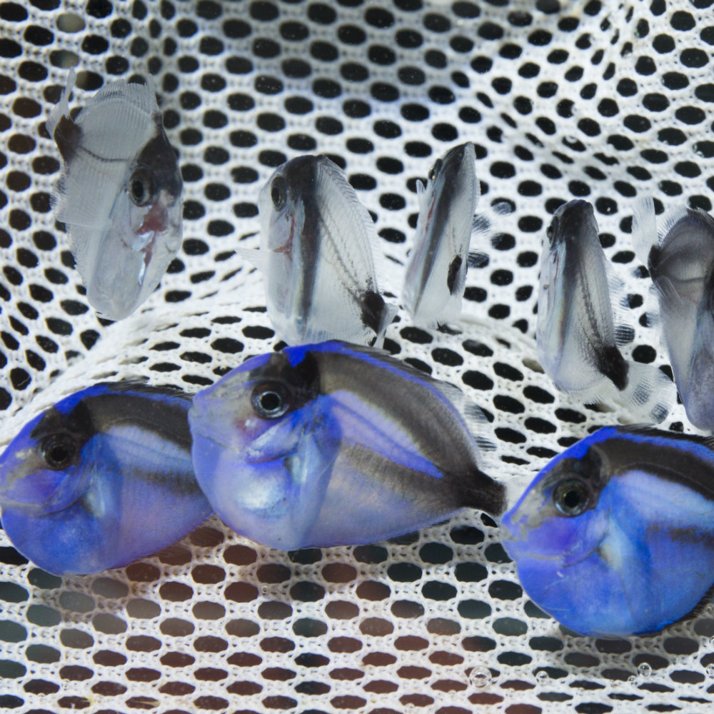 blue tang fish