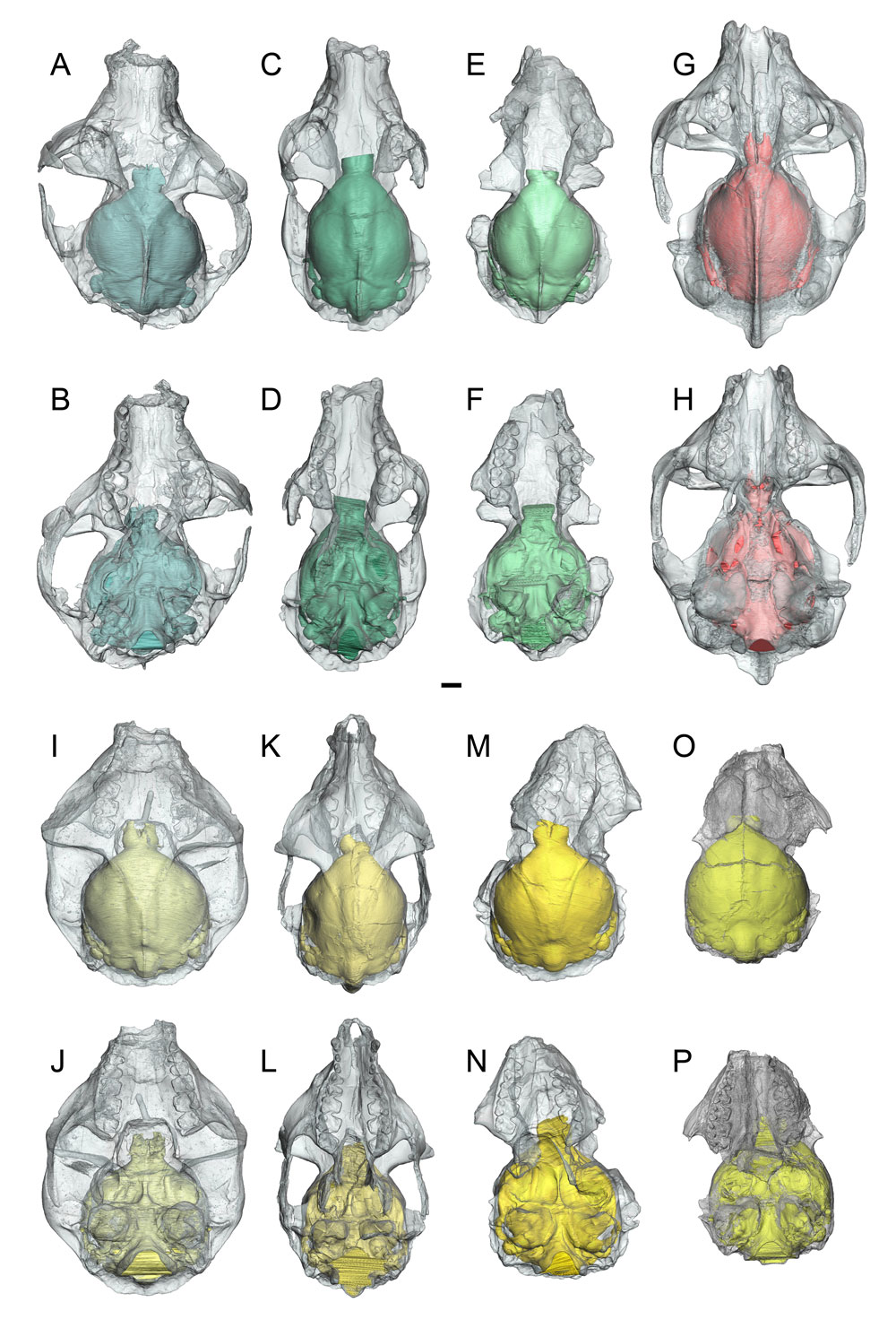 Top and bottom views, respectively, of the virtual brains of Notharctus tenebrosus (A, B, C, E and F), Adapis parisiensis (G and H) and Smilodectes gracilis (bottom two rows) within transparent renderings of their skulls. 