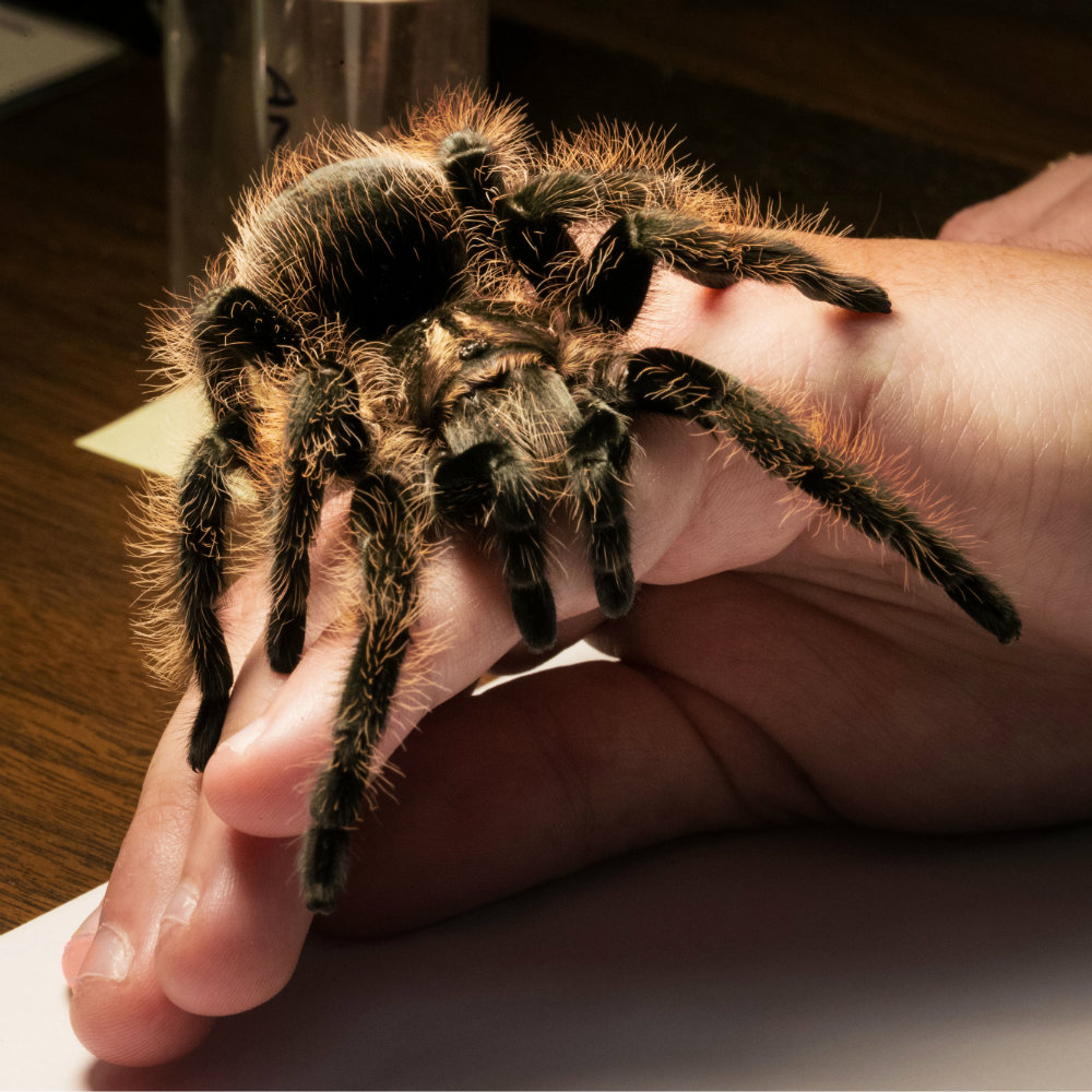 13 reasons spiders are cool, not scary - News - University of Florida