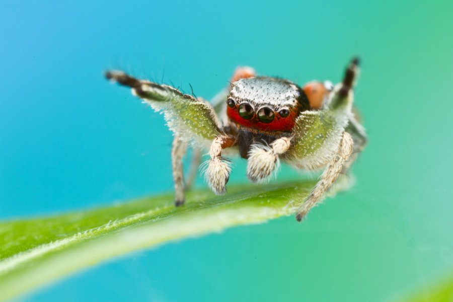Male jumping spiders court whomever, whenever, but females decide who  lives, dies - News - University of Florida