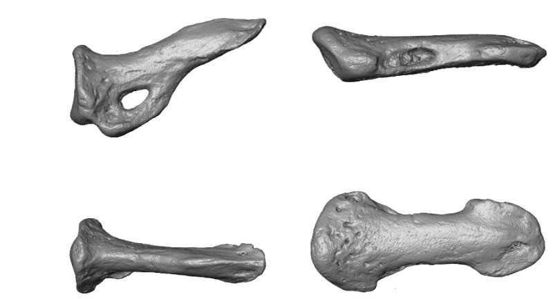 : These images created from CT scans show side and top views of a bone that supported a grooming claw, left, and a nail, right.