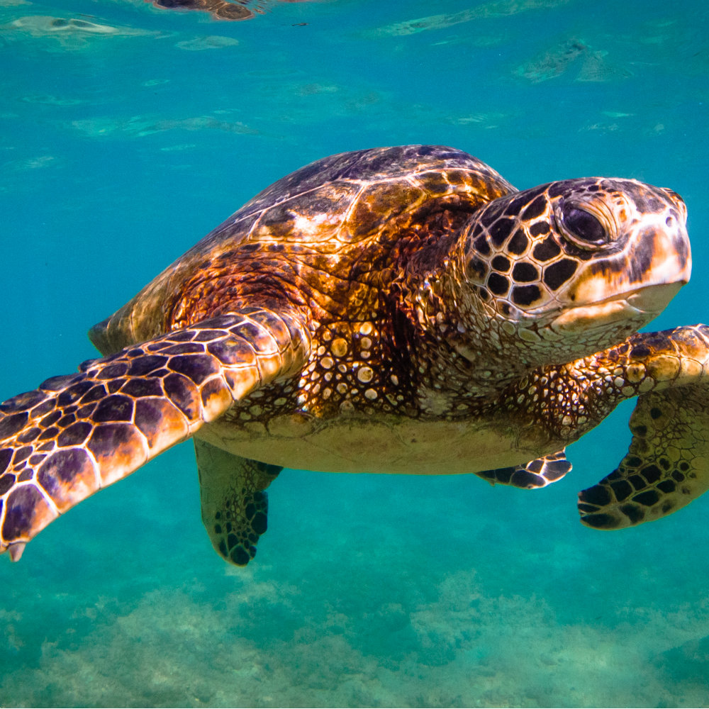 Could human cancer treatments be the key to saving sea turtles from a ...