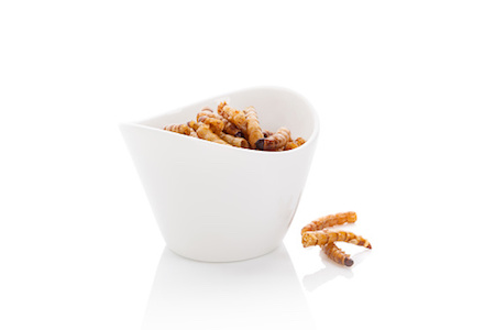 delicious mealworms in a bowl 