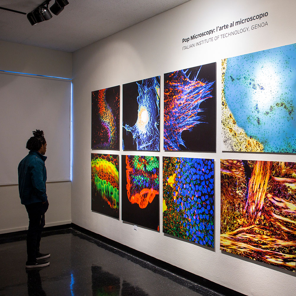 ‘Pop Microscopy’ exhibit honors the legacy of Leonardo da Vinci