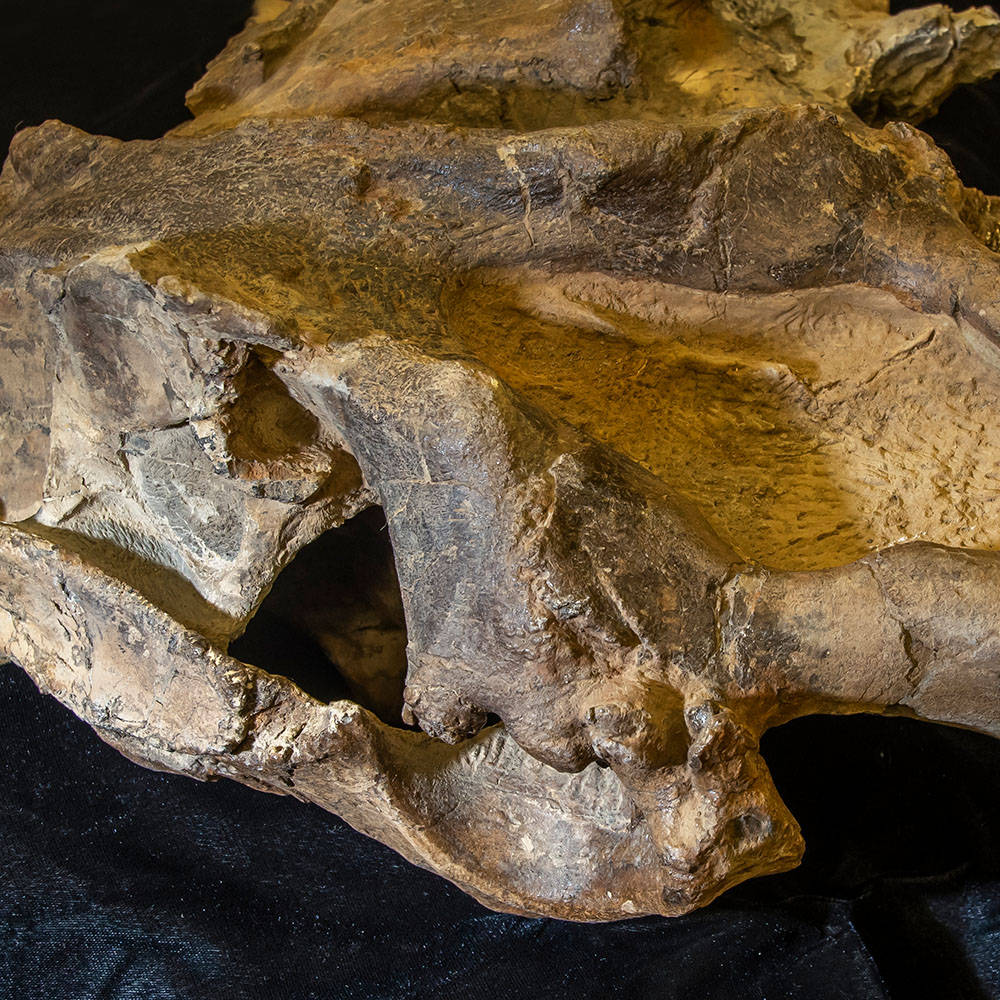 20-million-year-old tusked sea cow is Central America’s oldest marine mammal