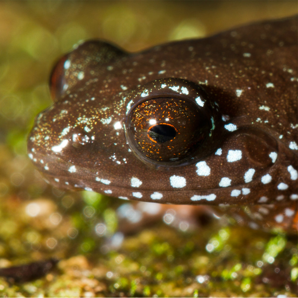 Meet India’s starry dwarf frog, lone member of newly discovered ancient lineage