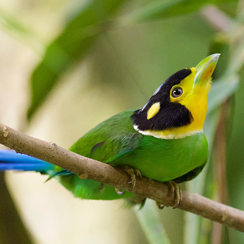 Out of Australia: UF researchers help map the movement of the world’s perching birds
