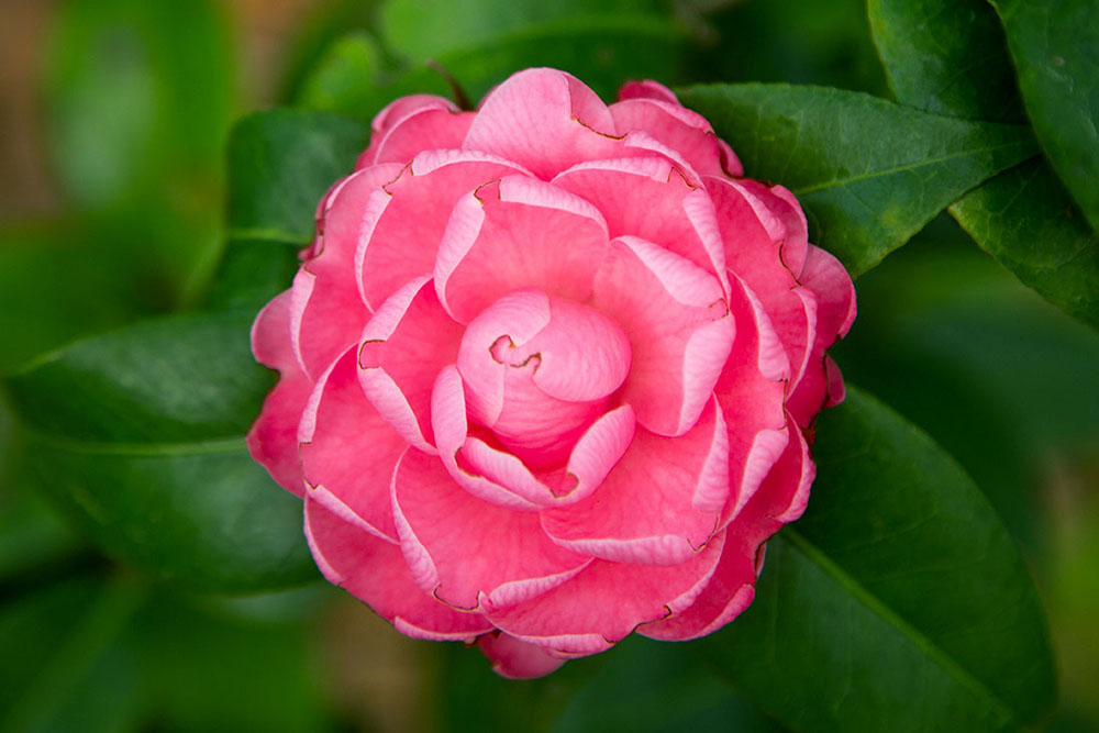 Wilmot Gardens pink camellia