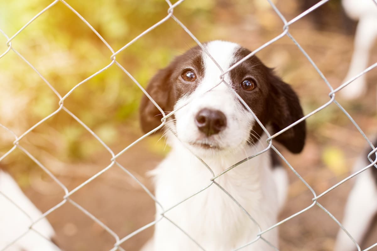 Here’s why you should look beyond breed labels when adopting a dog