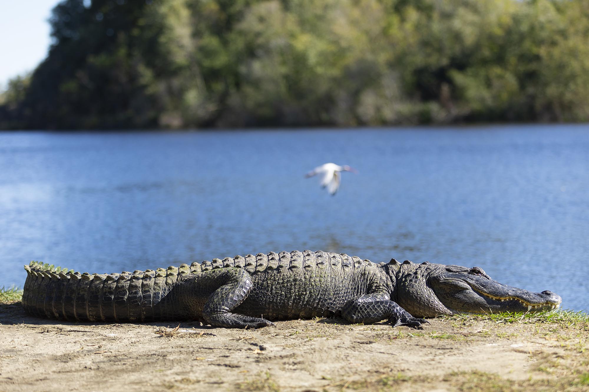 an alligator sunning itself on a lakeshore 