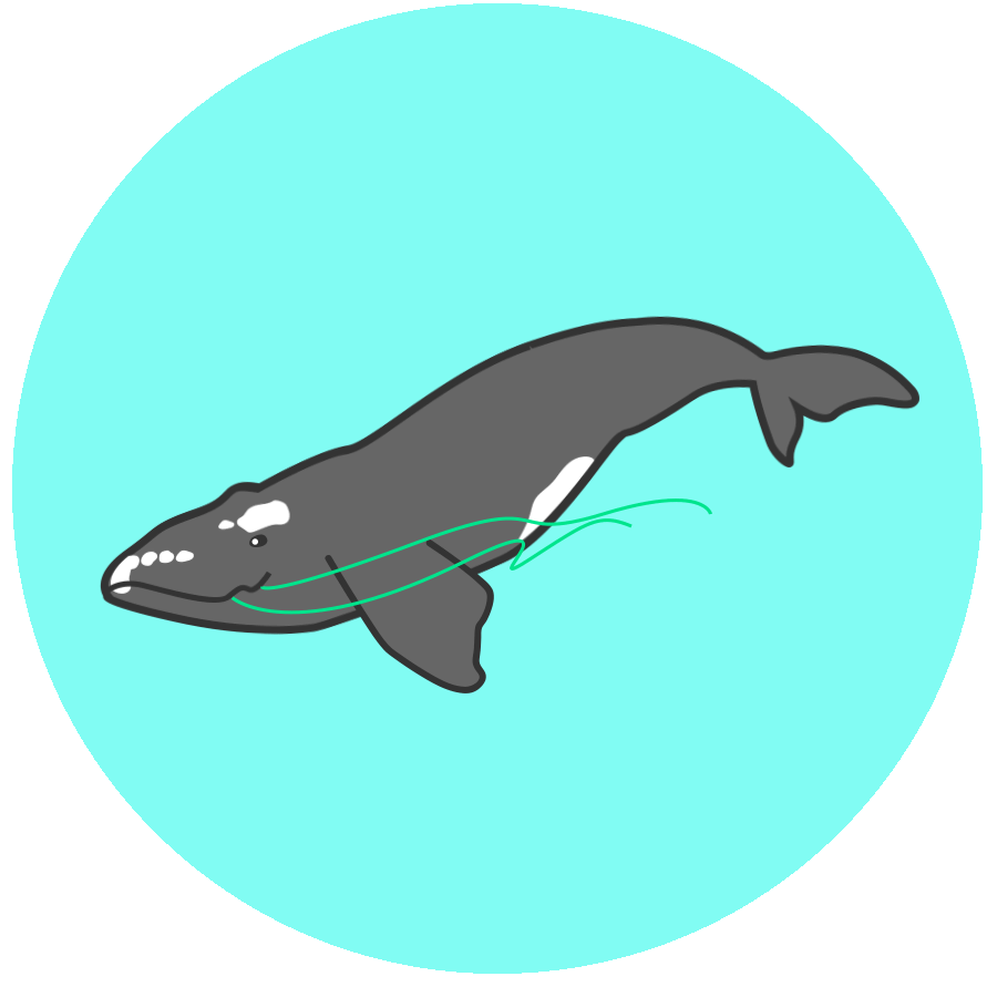a whale with a line tangled in its mouth looks dizzy and sticks out its tongue