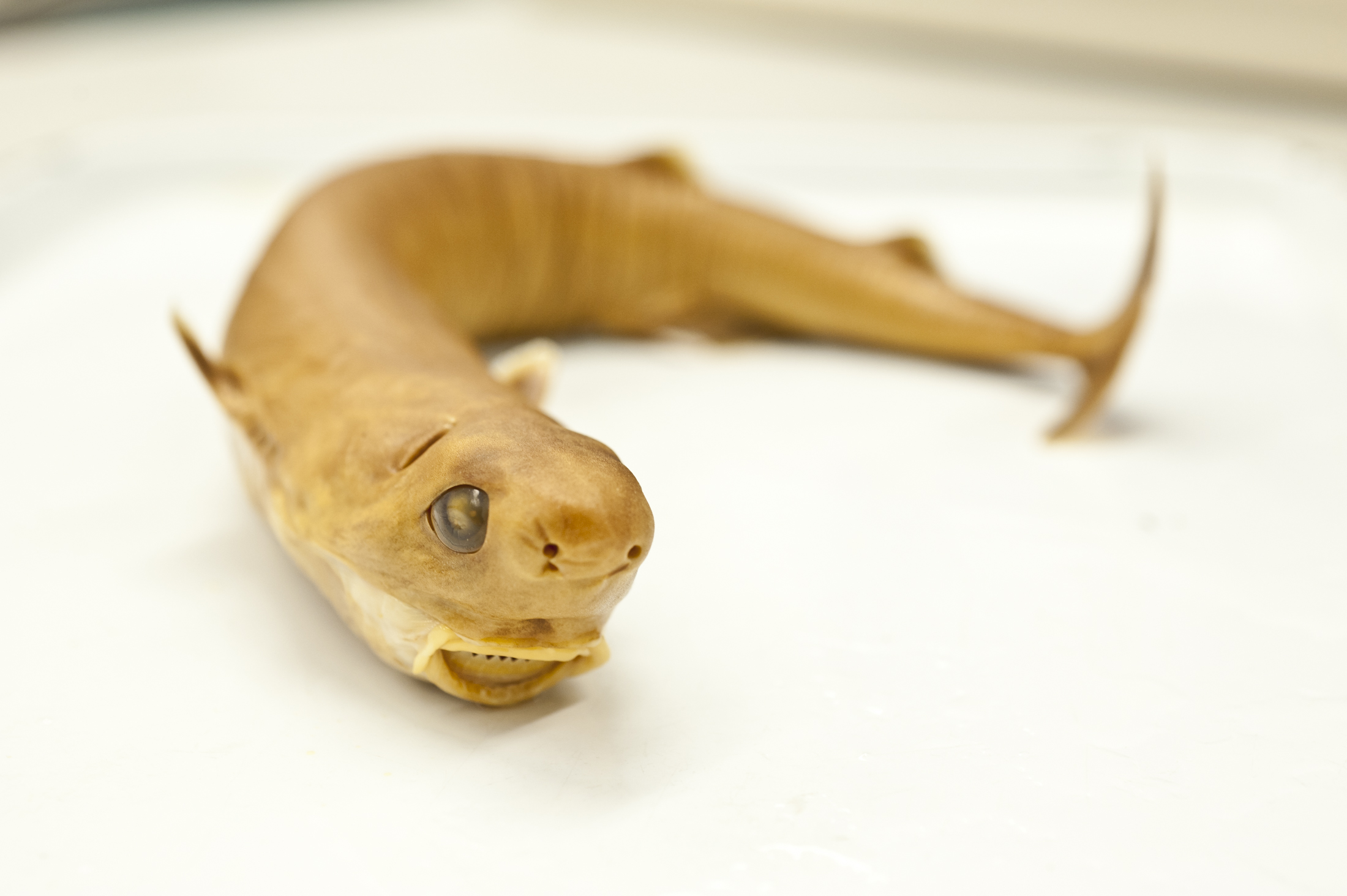 A preserved shark lies on a table.