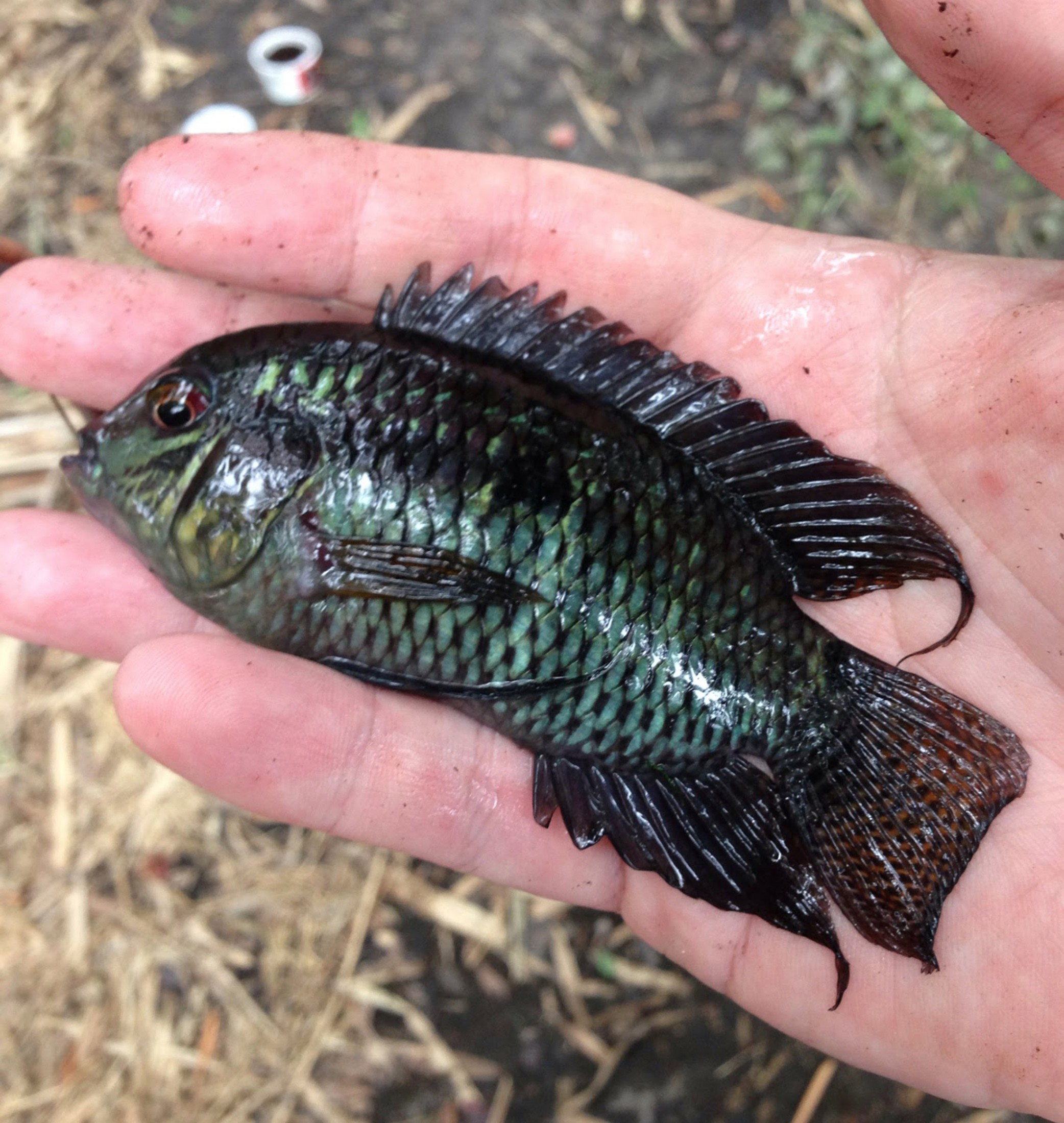 A small, black fish lies in a person's hand.