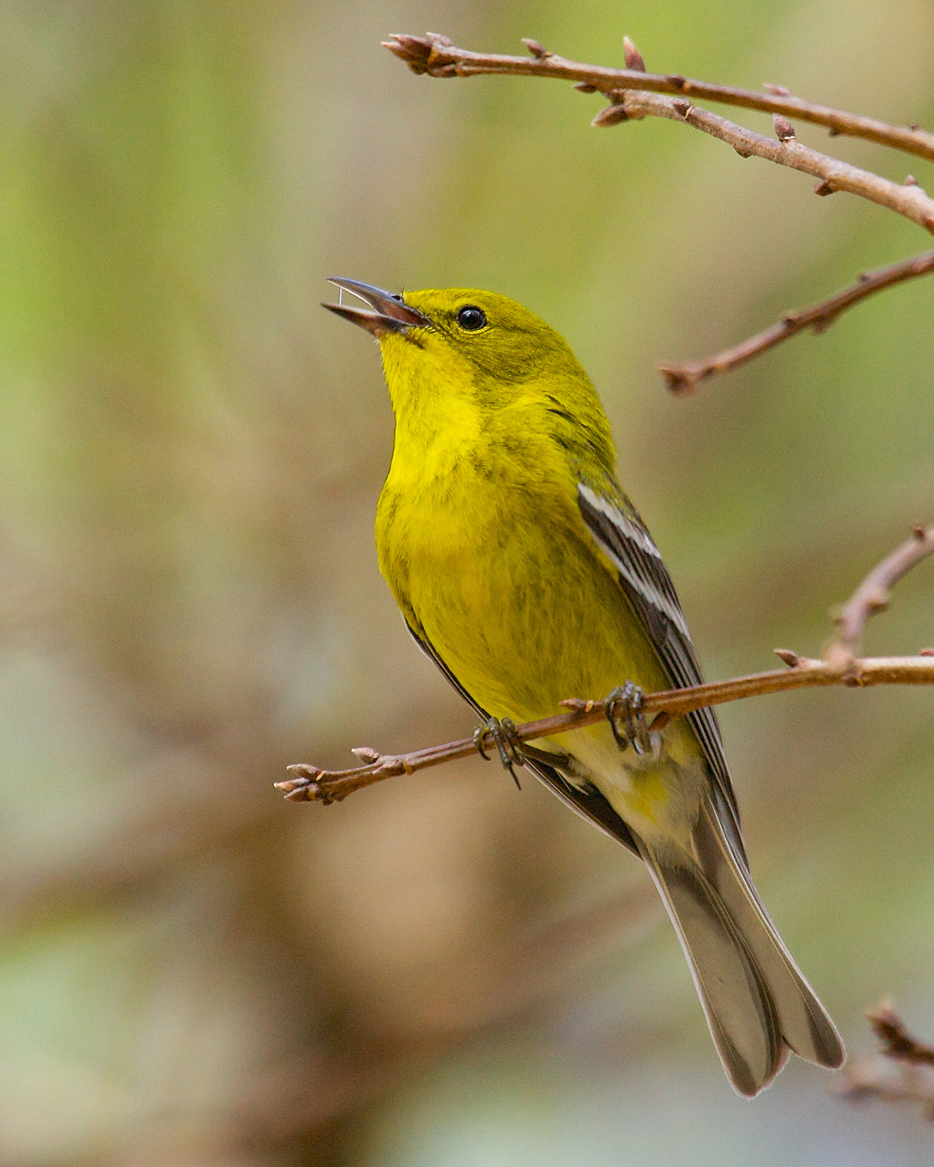 A pine warbler perches on a branch.