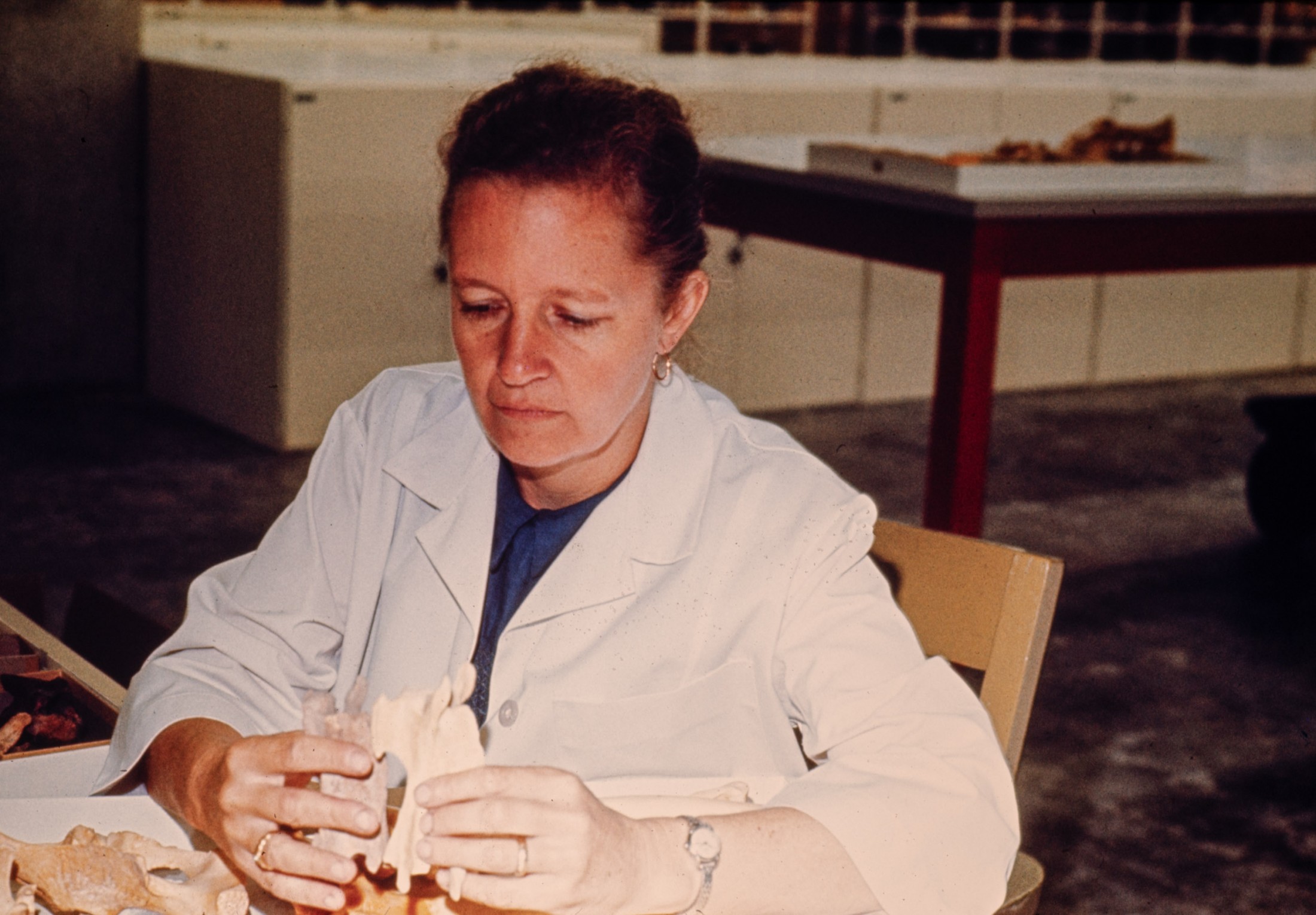 Liz sits at a table and examines bones.