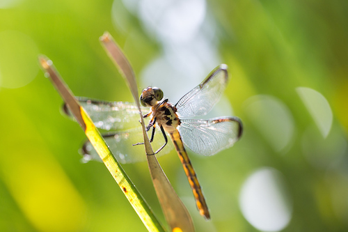 a dragonfly on the UF campus