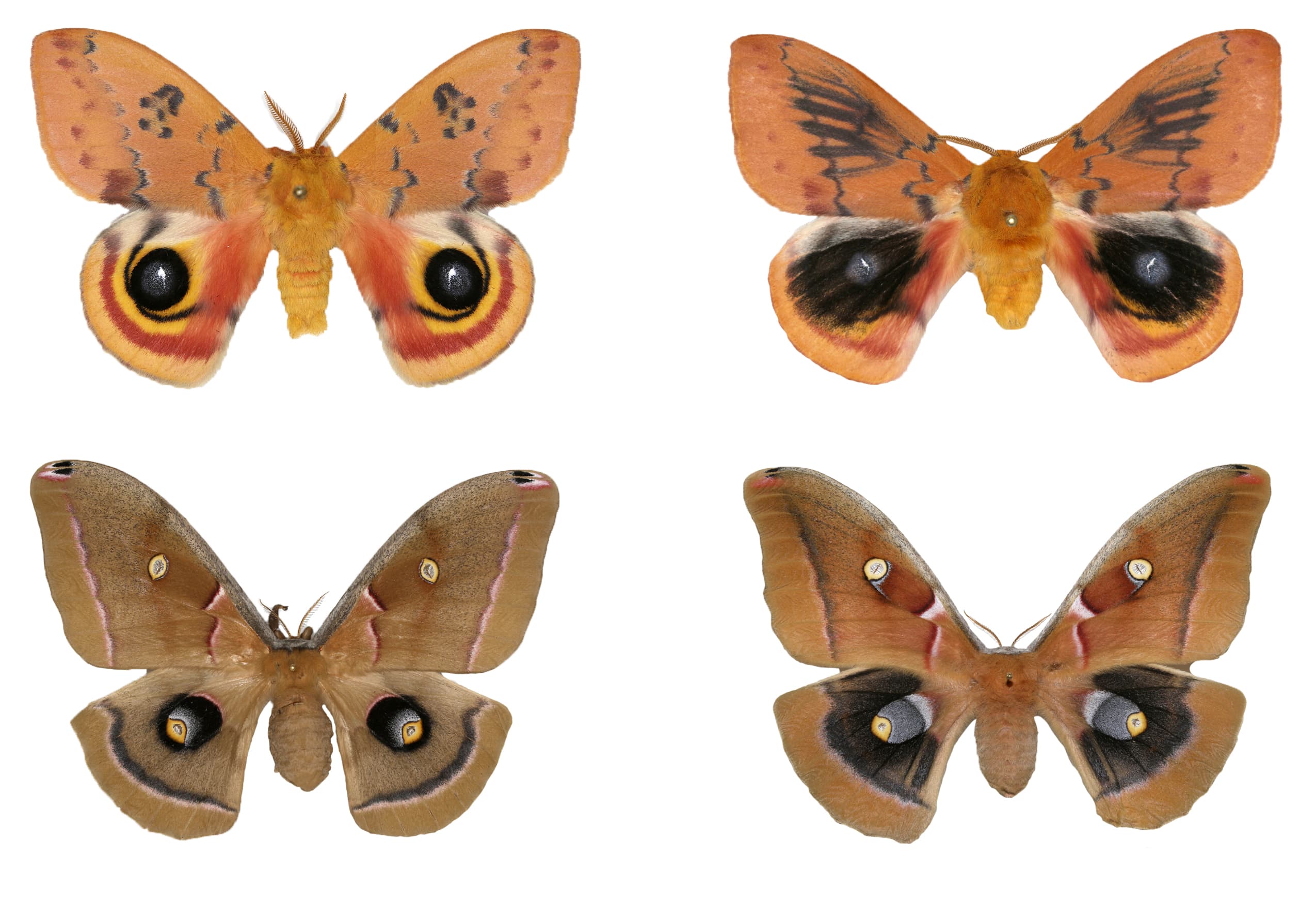 Lyin’ eyes: Butterfly, moth eyespots may look the same, but likely evolved separately