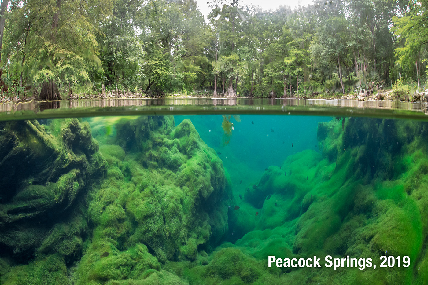 An underwater photo of a Florida spring