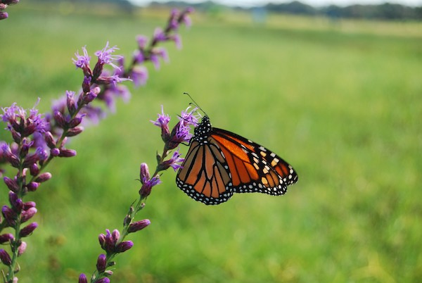  monarch butterfly on a flowering plant