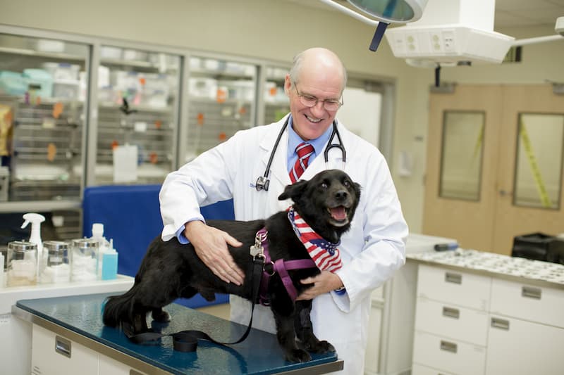 A veterinarian holds a black dog. 
