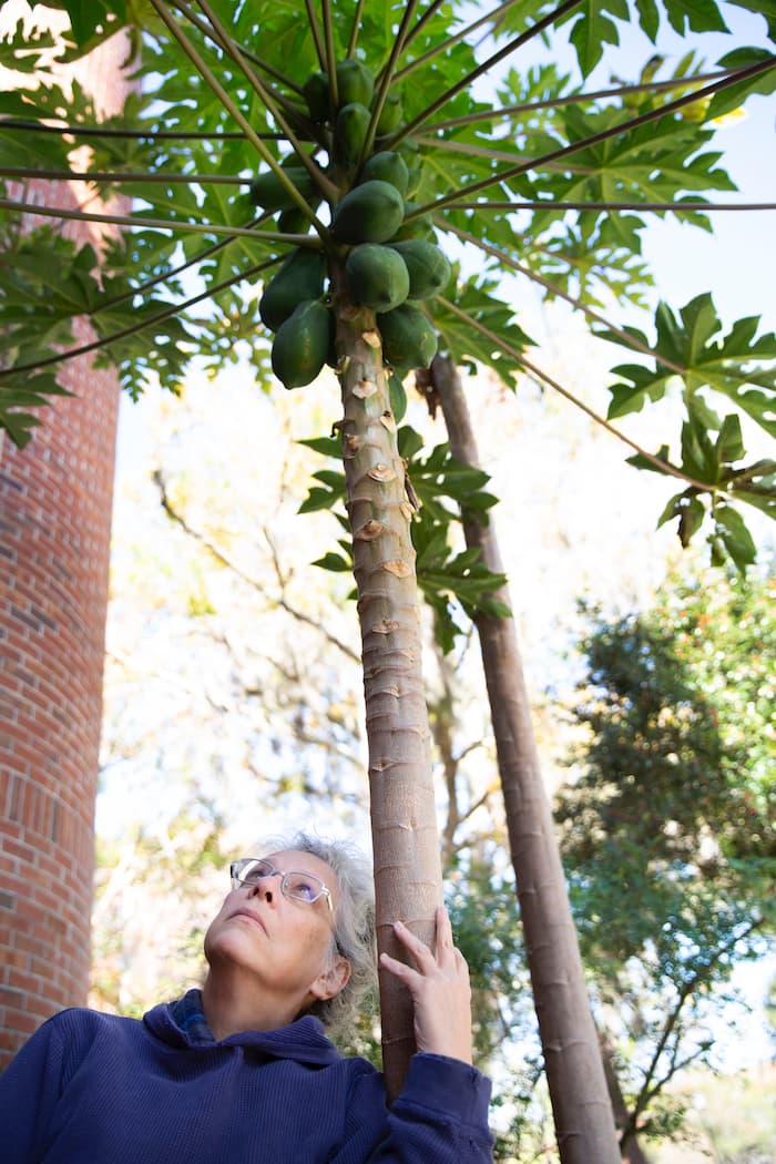 professor looks up at papaya tree