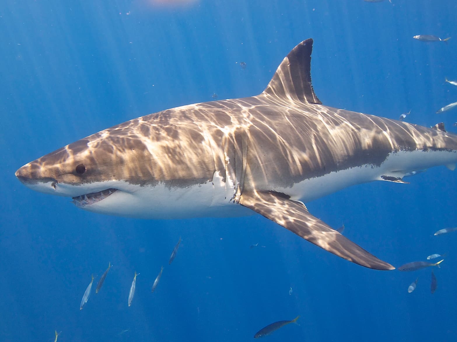 A great white shark swims in the ocean