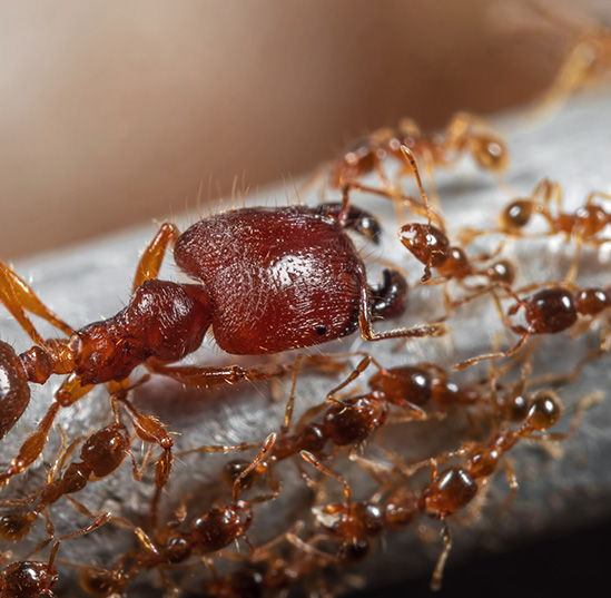 A soldier big-headed ant with a group of worker ants. (Adobe Stock)