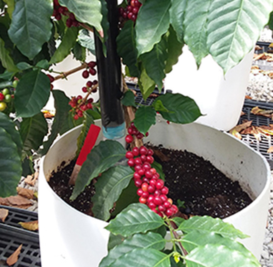 A potted coffee tree bears fruit