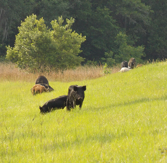 Feral pigs graze on grass outside of a fence