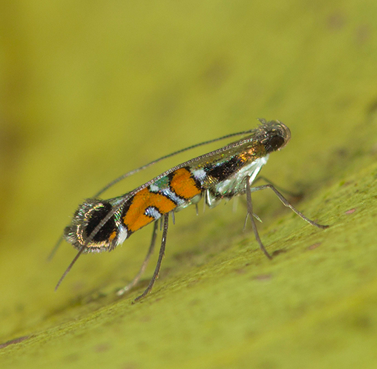 Philodoria auromagnifica feeds on two species of plant from the genus Myrsine, also known as kōlea, only found on the Hawaiian Islands of Maui, Molokai and Oahu.