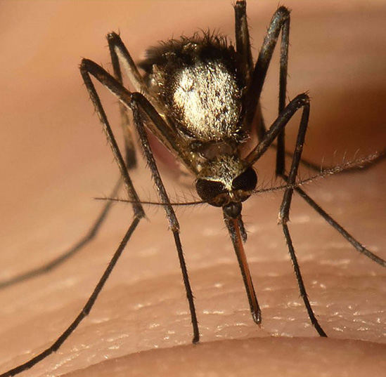 UF scientists predict potential spread of disease vector mosquito new to Florida